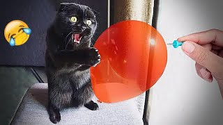 YOU LAUGH YOU LOSE🥰Best Funny Animals Video 2024😽🐶#4