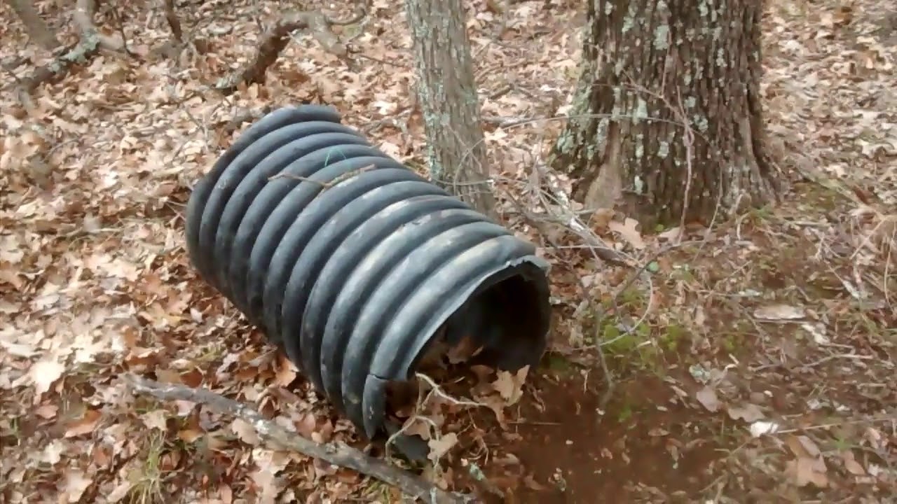 bobcat live trap