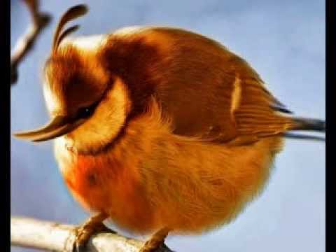 9000 Gambar Burung Angry Bird HD 9000 Gambar Burung Angry Bird HD