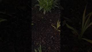 Fire flies in Richmond Virginia ✨ #minivlog