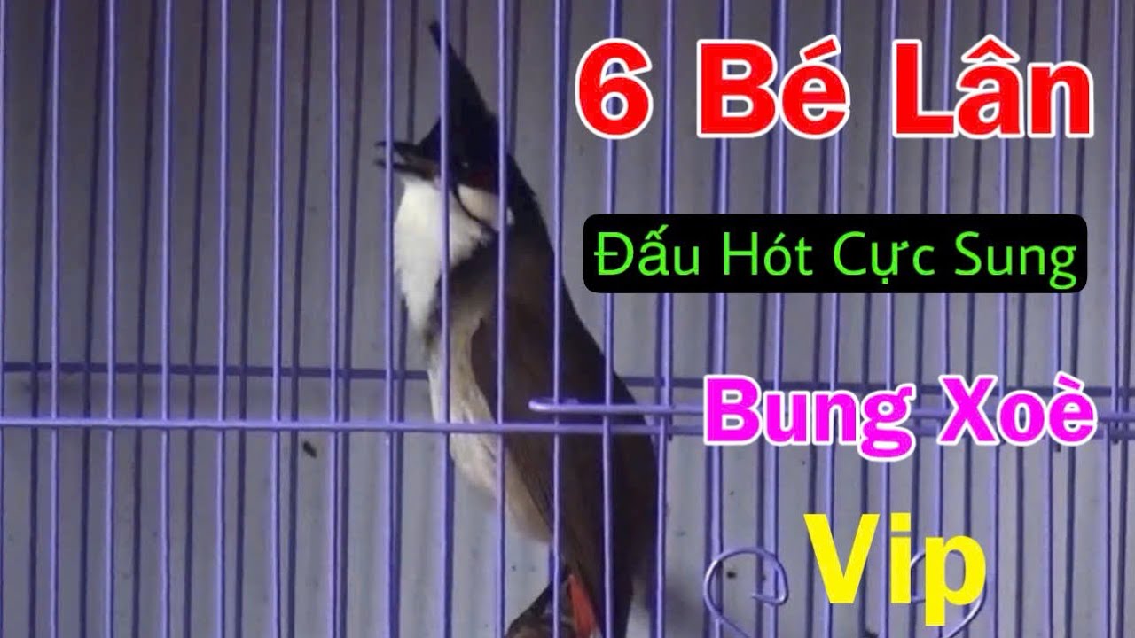 Vip.6 Bé Mào Lân Quỷ Dữ Đ.ấu Hot Cực Sung - Bung Xoè Hết Bản / Bổi Gấu Tuyển Chọn 18/2