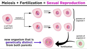 Meiosis, Gametes, and the Human Life Cycle