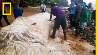 Mysterious "Hairy Blob" Washes Ashore in the Philippines | National Geographic