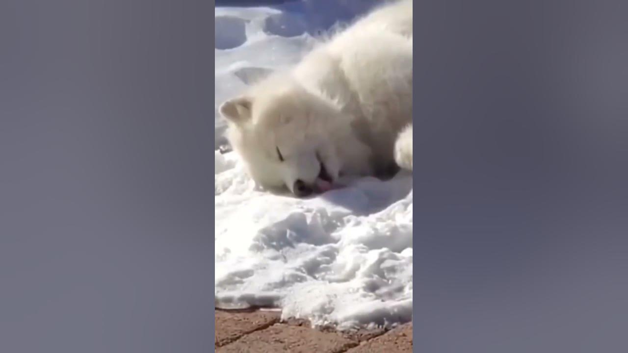 Anials Cute 12 cris Le Nom De Tes Animaux En Commentaire YouTube anials-cute-12-cris-le-nom-de-tes-animaux-en-commentaire-youtube