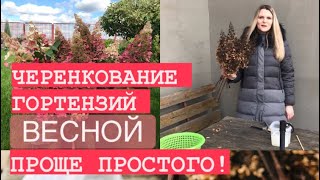 ЧЕРЕНКОВАНИЕ ГОРТЕНЗИЙ ВЕСНОЙ 🌱 САМЫЙ ПРОСТОЙ СПОСОБ 💯