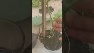 INILAH MANFAAT PEREMPELAN DAUN TIMUN UMUR 25 HST