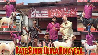 Palehue Bakre Unbelievable Price | Rate Sunke Ulala Hojayega | Shanu Bhai Bhiwandi Bloodline Goats. 