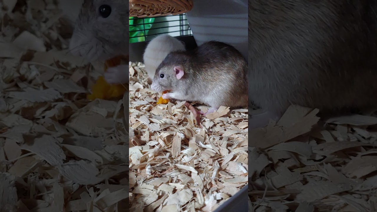 Squash guts for rats YouTube