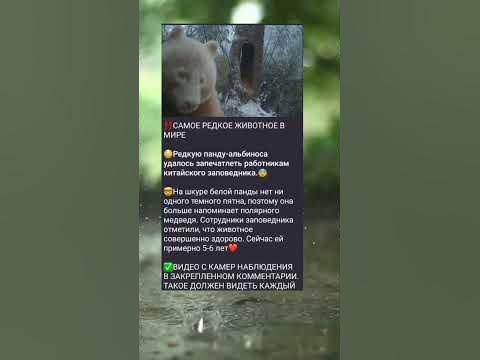 ‼️САМОЕ РЕДКОЕ ЖИВОТНОЕ В МИРЕ #новости #панда #китай #news - YouTube