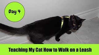 Teaching My Cat How to Walk on a Leash Day 4 by Serena the kAt 162 views 1 month ago 2 minutes, 51 seconds