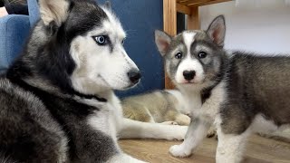 Funny Husky Reaction To Puppies! Cute Husky Puppies