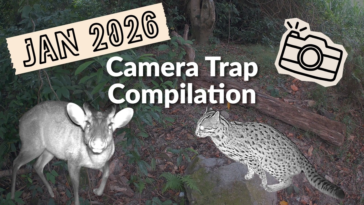RAW FOOTAGE Jan 2026 Camera Trap Compilation 1月 紅外線相機短片合輯