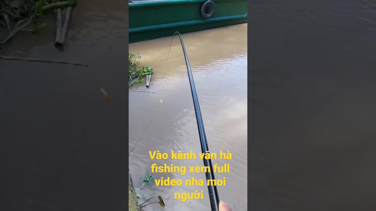 câu cá mè vinh sông 