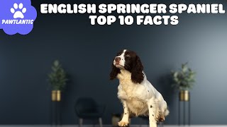 English Springer Spaniel  Top 10 Facts | Dog Facts