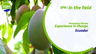 SPN in the Field – Mango, Ecuador