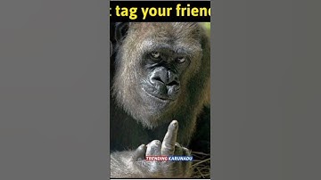 Bandar middle finger