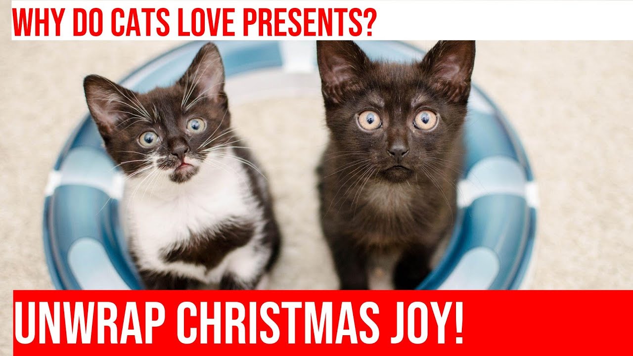 Cats and Their Love for Christmas Presents: Gift Unwrapping