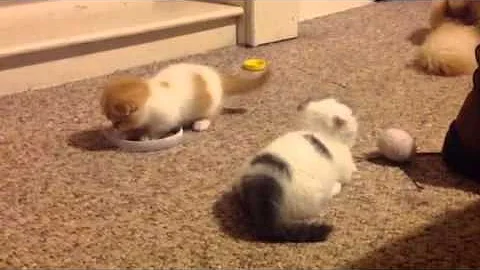 Watch the video about Scottish Fold Munchkins Playing