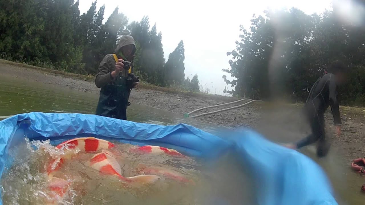 KoiQuestion Ikeage Season 2012   Ikeage Dainichi Jumbo Kohaku