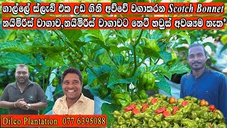 Scotch Bonnet ස්කොච් බොනටි නයි මිරිස් වගාකරන හැටි nayi miris wagawa Dilco Plantation ස්ලැබ් එක උඩ