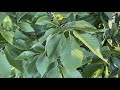 Rebecca Johnson's Isolation Observations - American elm