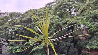 Beautiful Dracaena draco tree | Canary Islands dragon tree | Beautiful Dracaena draco tree | Canary Islands dragon tree |