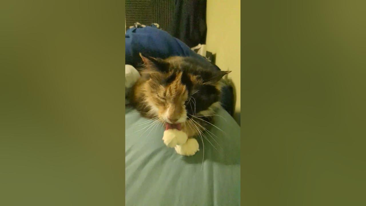 cats-be-grooming-slow-motion-cats-cute-metallica-calico-cat