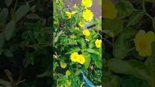 অনলইন থক নওয গছর ফল