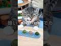 セリアの指サックブラシならブラッシング嫌いな猫でも大人しくできるか検証した結果がコチラ🤣🤣🤣 #猫