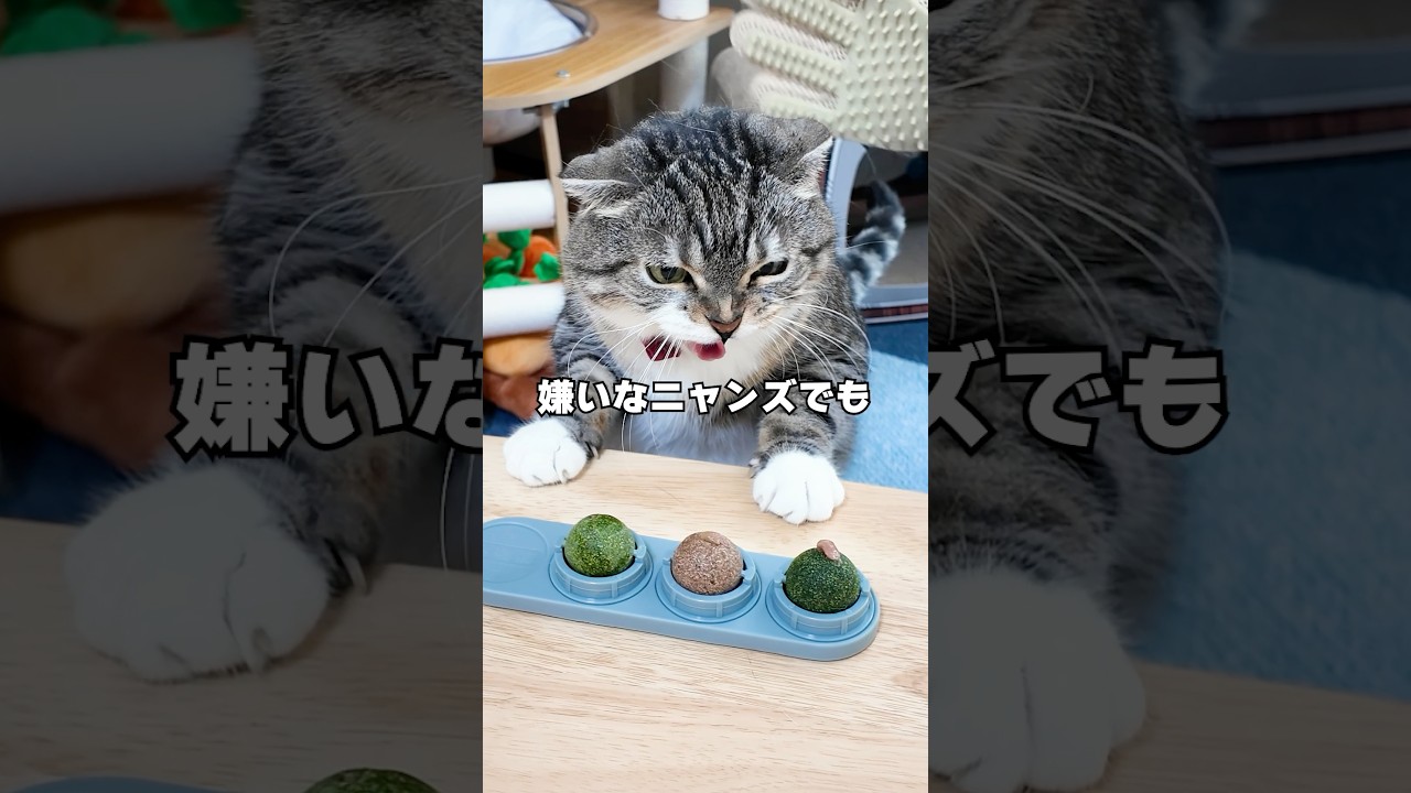 セリアの指サックブラシならブラッシング嫌いな猫でも大人しくできるか検証した結果がコチラ🤣🤣🤣 #猫