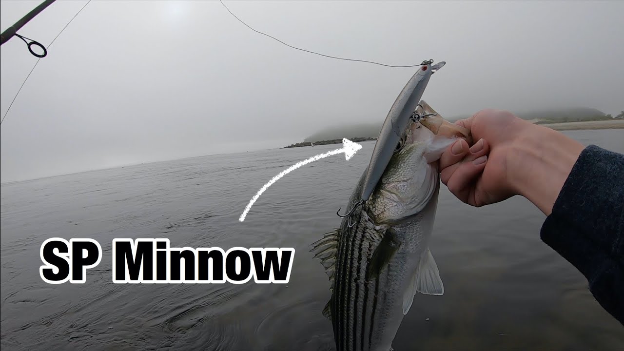 SP MINNOW Striped Bass Fishing!