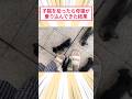 子猫を拾ったら母猫が乗り込んできた結果 #2ch動物スレ #猫動画 #猫のいる暮らしのサムネイル