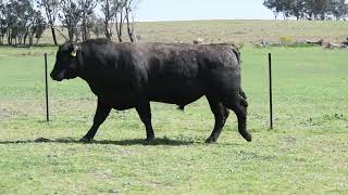 Fairview Valley 2025 Bull Sale Lot 14 U79