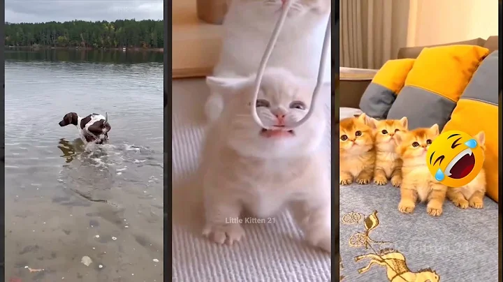 Video 11888981: cat meowing, funny cat live, cute kitten
