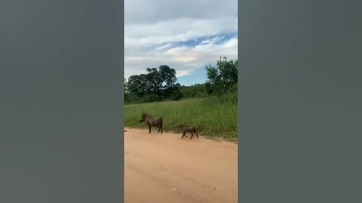 Cheetah hunting wild Boar | Leopard hunt a wild Pig #cheetah#boat| pls Subscribe and 👍🔔..,🌏