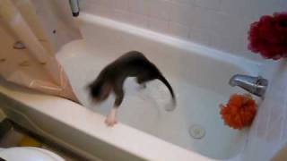 Java cat in bath tub.