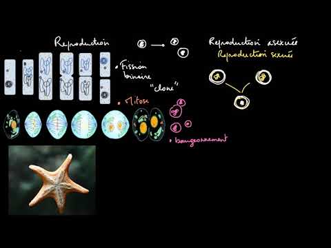 Vidéo: Comment les organismes asexués se reproduisent-ils ?