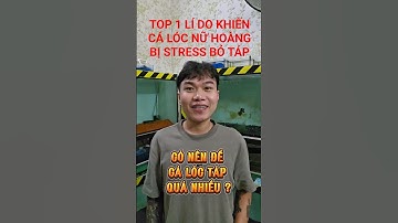 Cách khắc phục cá lóc nữ hoàng bị stress, cụp, túm đuôi không chịu táp | Cá cảnh An An #cacanhanan