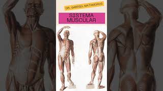 Sistema muscular