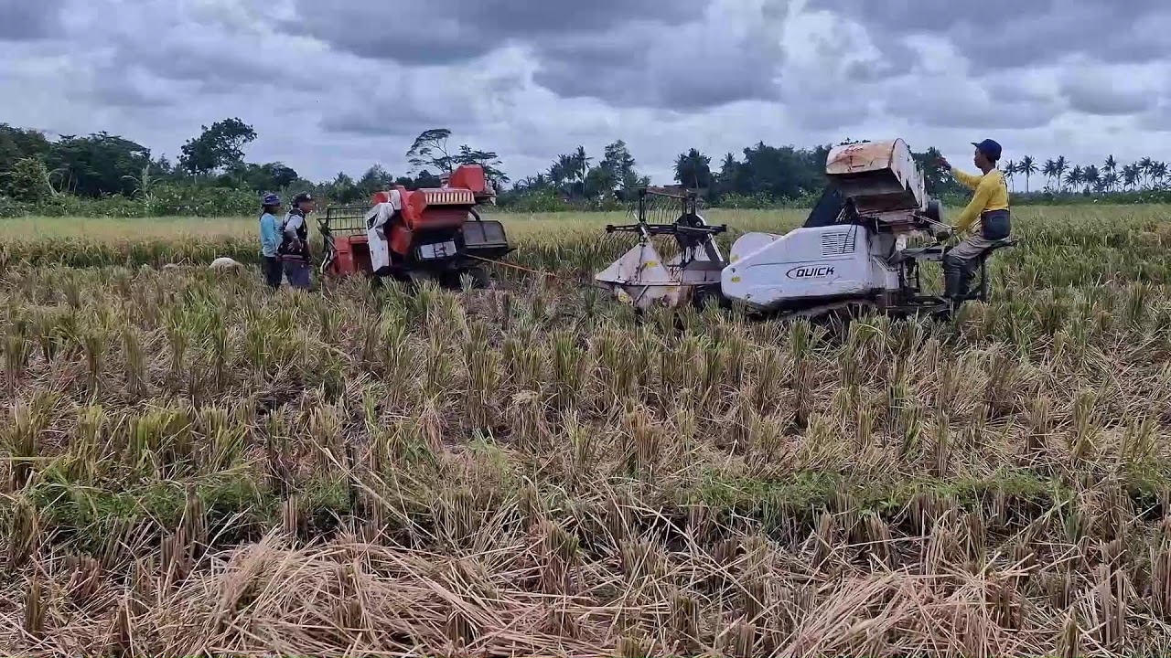 RICE HARVESTER STUCK IN MUD: INCREDIBLE EVACUATION PROCESS! - Agriculture Farming