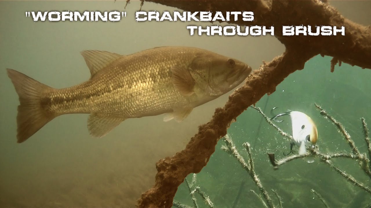 How to Fish a Crankbait Through Brush (Worming) 