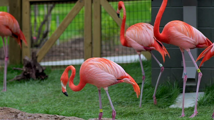 Flamingos at the Greensboro Science Center