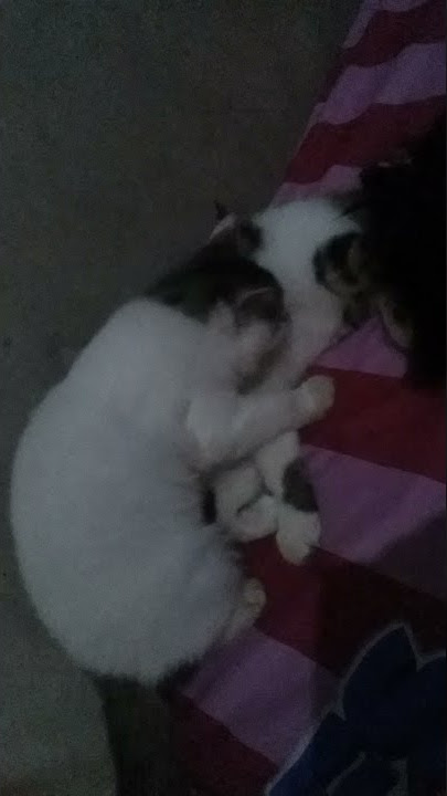 Abangnya mau tidur di kelonin dulu