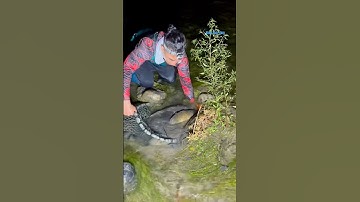 Cá Lớn - bắt Đàn Cá Chép Khủng ẩn nấp dưới rong 😱 #khacthuyvlogg