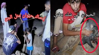 إمساك أخطر حيوان في محافظة ميسان/المغامر ابن العراق