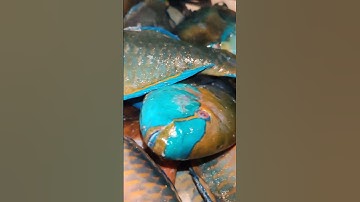 Ikan Beo dan Ikan Napoleon