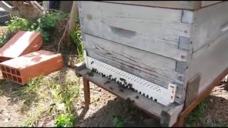 نصائح و إرشادات حول النحل و العاسلة / تربية النحل في بومرداس الجزائر