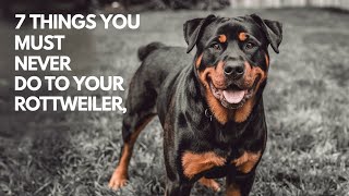 Rottweiler Dogs - 7 Things You Must NEVER Do To Your Dog