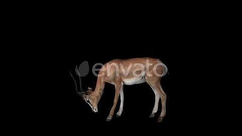 Gazelle Eat | Motion Graphics - Envato elements