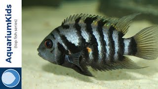 best freshwater fish to breed